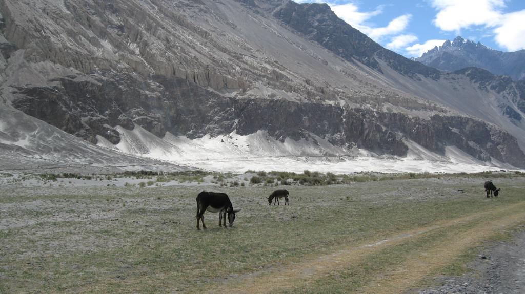 A serene landscape in Ladakh featuring grazing donkeys against a backdrop of high mountains and a clear blue sky.