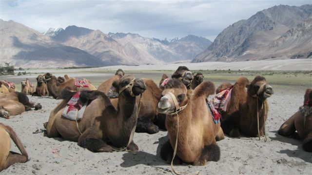 A group of Bactrian camels resting on the sandy ground of Nubra Valley, surrounded by stunning mountain landscapes.