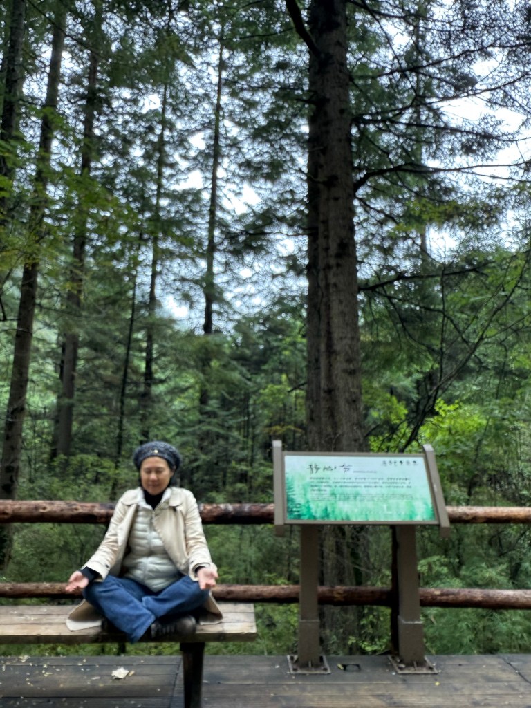 A person meditating on a bench in a lush green forest, surrounded by tall trees, with an information sign nearby.