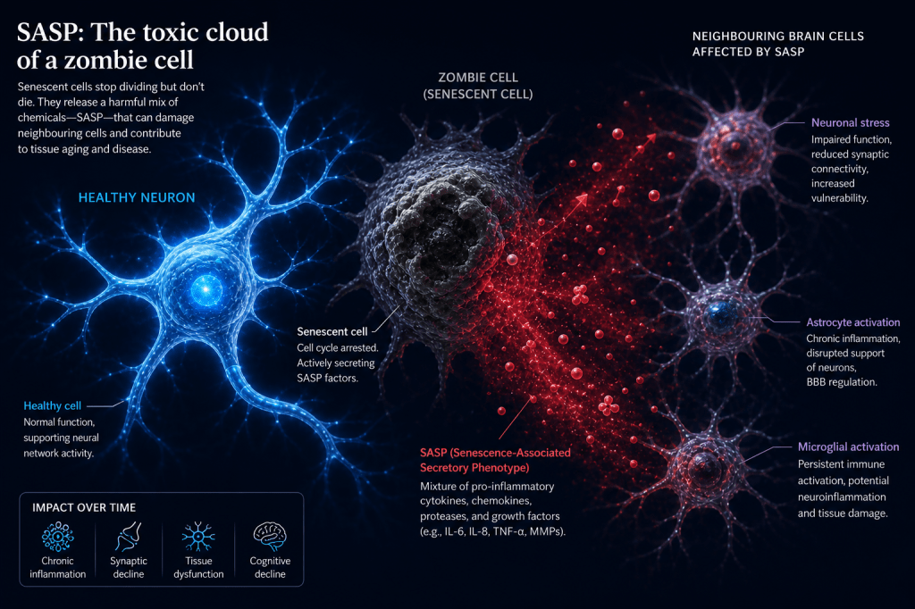 Scientific diagram showing a zombie cell (senescent cell) releasing a toxic SASP cloud that activates microglia and astrocytes, causing neuronal stress and cognitive decline.